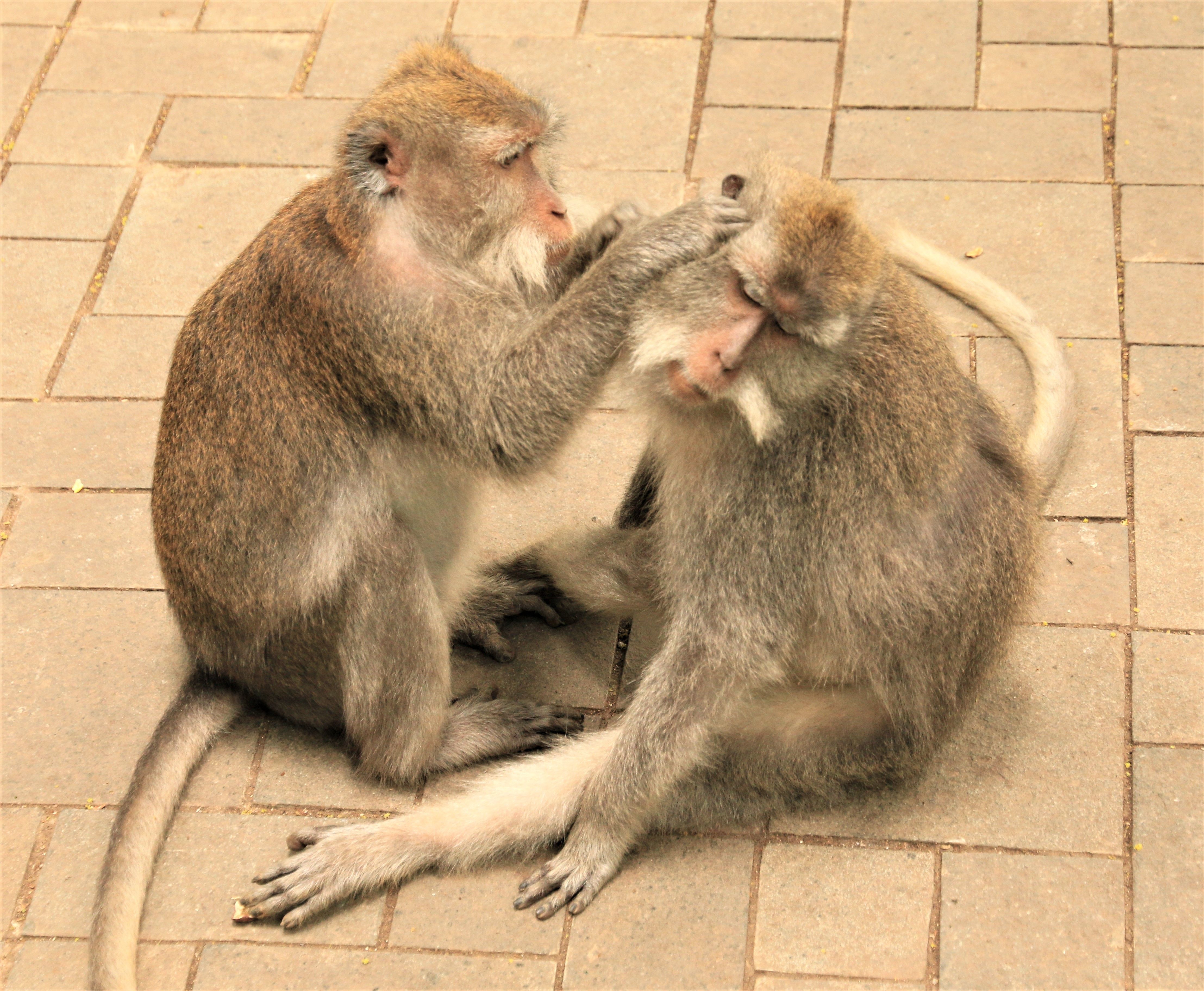 Ubud monkeys